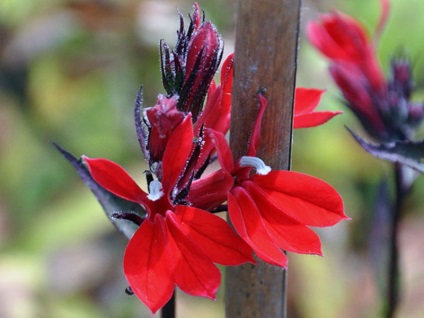 A lobelia lógó edényekben és nyitott földben való növekedésének folyamata