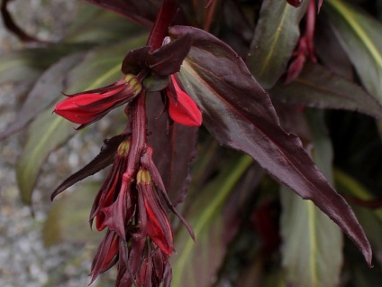 A lobelia lógó edényekben és nyílt talajon történő termesztésének folyamata