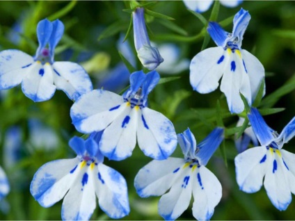 A lobelia lógó edényekben és nyitott földben való növekedésének folyamata