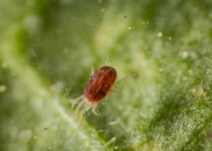 Metode dovedite de luptă împotriva unui acarian păianjen pe copacii de grădină - secretele grădinarilor