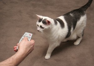 Telecomandă pentru o pisică