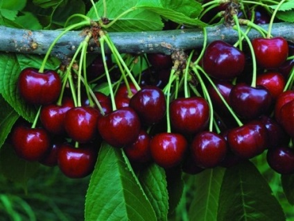 Soiuri timpurii de cireș dulce - o descriere a speciilor și calendarul maturării