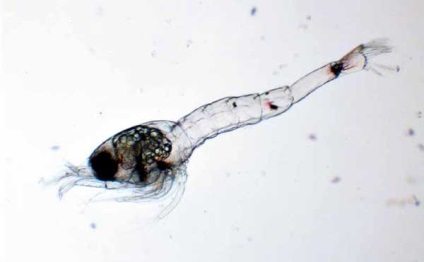 Reproducerea de creveți amano (caridina japonica), crustacee, articole, acvariu subacvatic