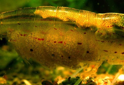 Reproducerea de creveți amano (caridina japonica), crustacee, articole, acvariu subacvatic