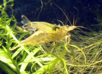 Reproducerea de creveți amano (caridina japonica), crustacee, articole, acvariu subacvatic