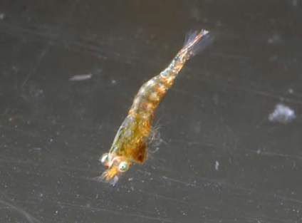 Reproducerea de creveți amano (caridina japonica), crustacee, articole, acvariu subacvatic