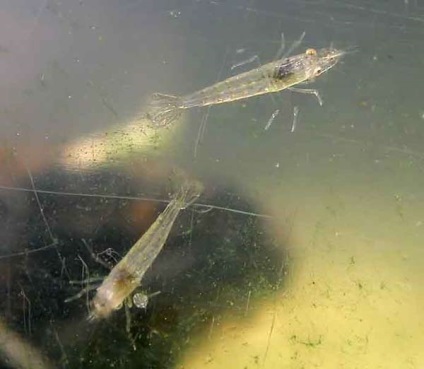 Reproducerea de creveți amano (caridina japonica), crustacee, articole, acvariu subacvatic