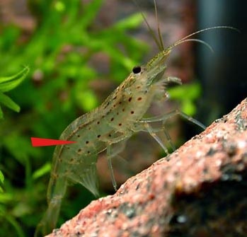 Reproducerea de creveți amano (caridina japonica), crustacee, articole, acvariu subacvatic