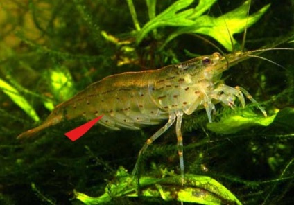 Reproducerea de creveți amano (caridina japonica), crustacee, articole, acvariu subacvatic