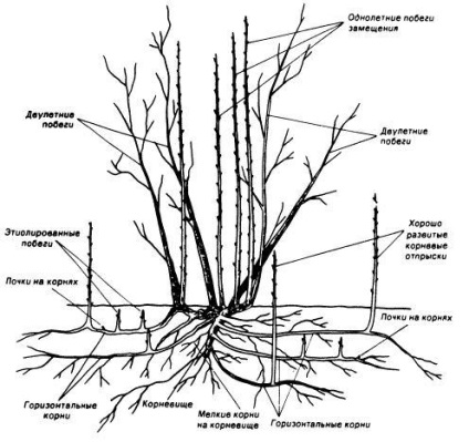 Cap de monomachă de zmeură reparate - descrierea și caracterizarea soiului, caracteristici ale plantare, îngrijire și