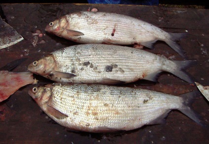 Fish pelyad - prădători de pești - director articole