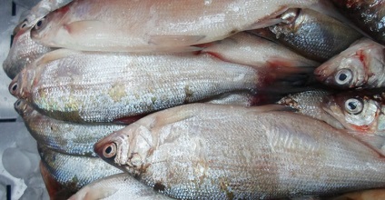 Fish pelyad - prădători de pești - director articole