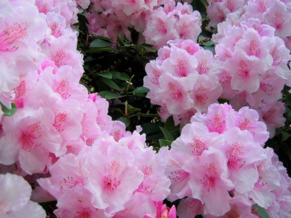 Rhododendron ellátás, öntözés, fotó, reprodukció