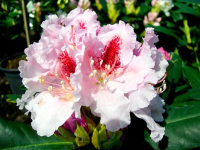 Rhododendron ellátás, öntözés, fotó, reprodukció