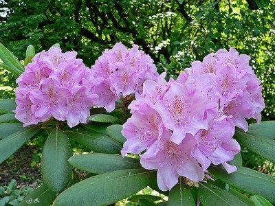 Rhododendron ellátás, öntözés, fotó, reprodukció