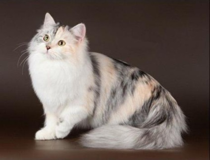 Royal groom grooming pulverizare volum și elasticitate pentru pisici cu părul lung preț de unde să cumpere un spray de la