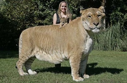Cea mai mare pisică din lume