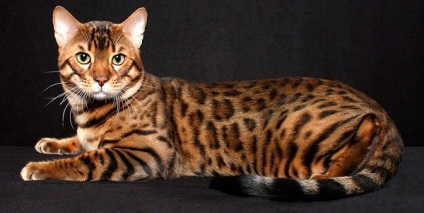 Най-скъпата порода котки в света, описание и снимка на потребителския си преглед