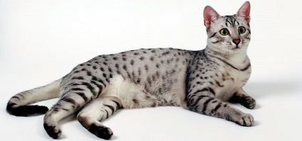 Най-скъпата порода котки в света, описание и снимка на потребителския си преглед