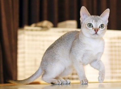 Cele mai scumpe rase de pisici din lume, descrierea lor si revizuirea fotografiilor
