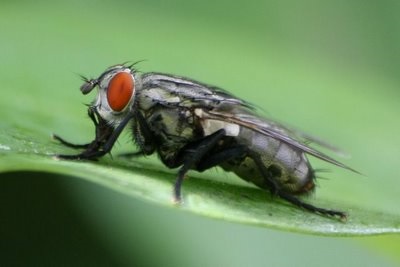 Cele mai interesante fapte despre muște, chronoton