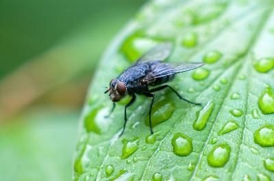 Cele mai interesante fapte despre muște, chronoton