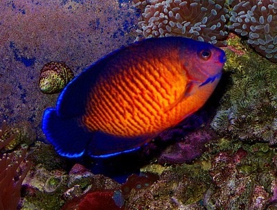 Cel mai frumos și mai colorat pește