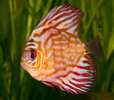 Cel mai frumos și mai colorat pește, înregistrează inessa parker, Wal