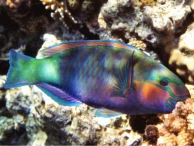 Cel mai frumos și mai colorat pește, înregistrează inessa parker, Wal