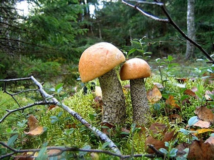 Colectarea de ciuperci în Karelia