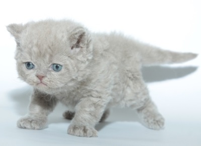 Selkirk rex cat