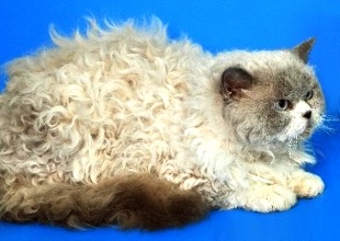 Selkirk rex cat