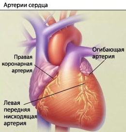 Inima și bolile sistemului cardiovascular - portal medical eurolab