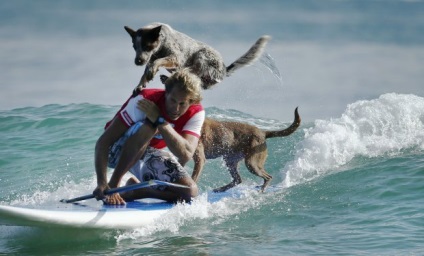 Surfing pentru câini