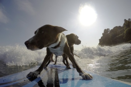 Surfing pentru câini