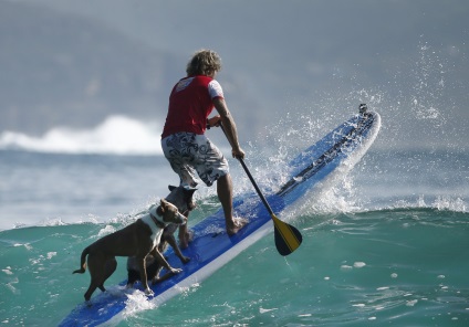 Surfing pentru câini