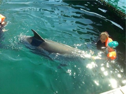 Sevastopol Dolphinarium în Golful Cossack (Crimeea) descriere, fotografie, cum să obțineți, istoric