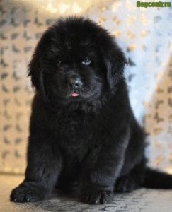 Puii Newfoundland cum să crească un viitor companion