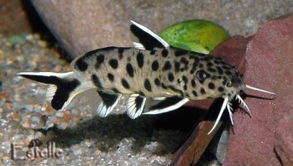 Sinodontis conținut, reproducere, descriere, fotografie, compatibilitate, pește de acvariu