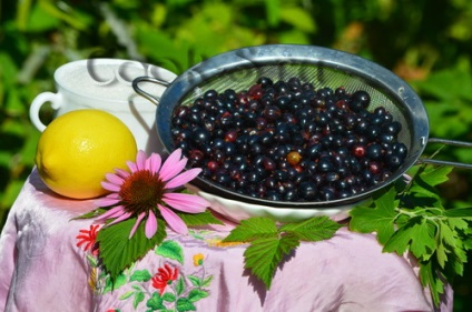 Raw »jam de coacăze negre fără gătit - rețetă pas cu pas cu fotografie, conserve