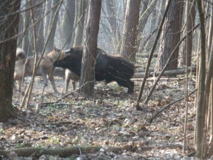 Kutya a vaddisznó kiválasztásában, húzás, vadászat