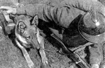 Câini în fruntea primului război mondial