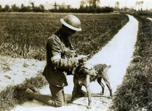 Câini-semnale în primul război mondial - câine de război