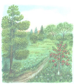 Compoziție pe tema pădurii de vară
