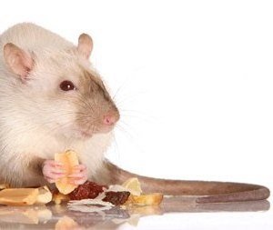 Conținutul șobolanului și tot ceea ce este necesar pentru acest lucru, articole
