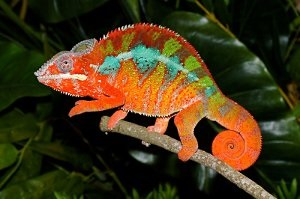 Conținutul de chameleon