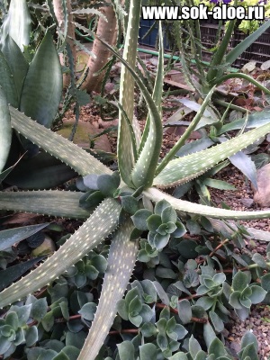 Suc de aloe