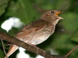 Nightingale - cântând păsările