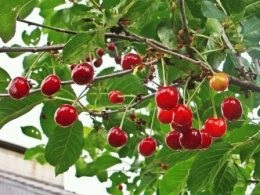 Cherry fajta - nevek régiónként, fotó, leírás, nyári tábor nap