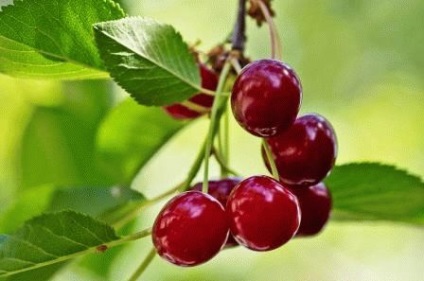 Cherry fajta - nevek régiónként, fotó, leírás, nyári tábor nap